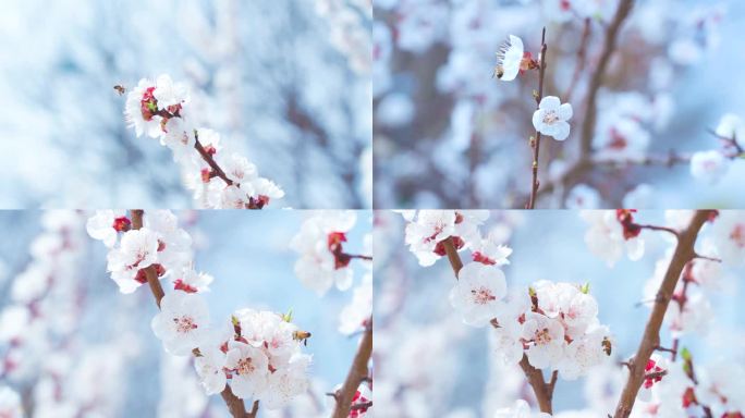 蜜蜂 花朵 春天素材