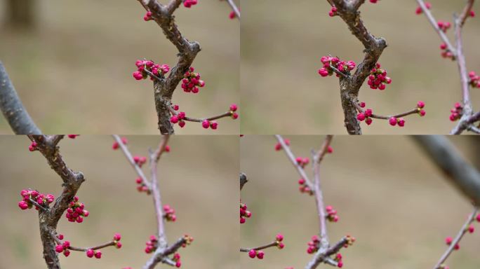 春天红色碧桃花苞花蕾含苞待放特写