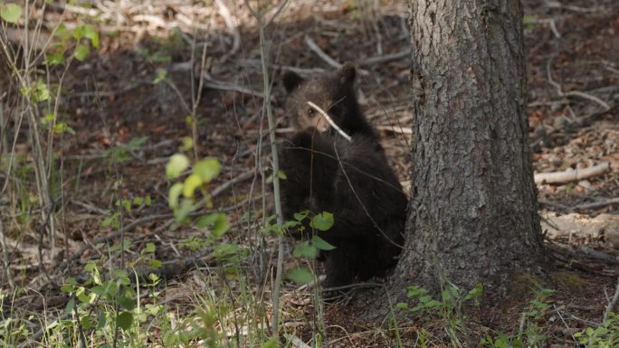 顽皮的小灰熊在春天的森林里爬上树
