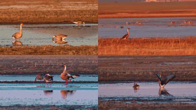 湿地常见野生鸟类——鸿雁05