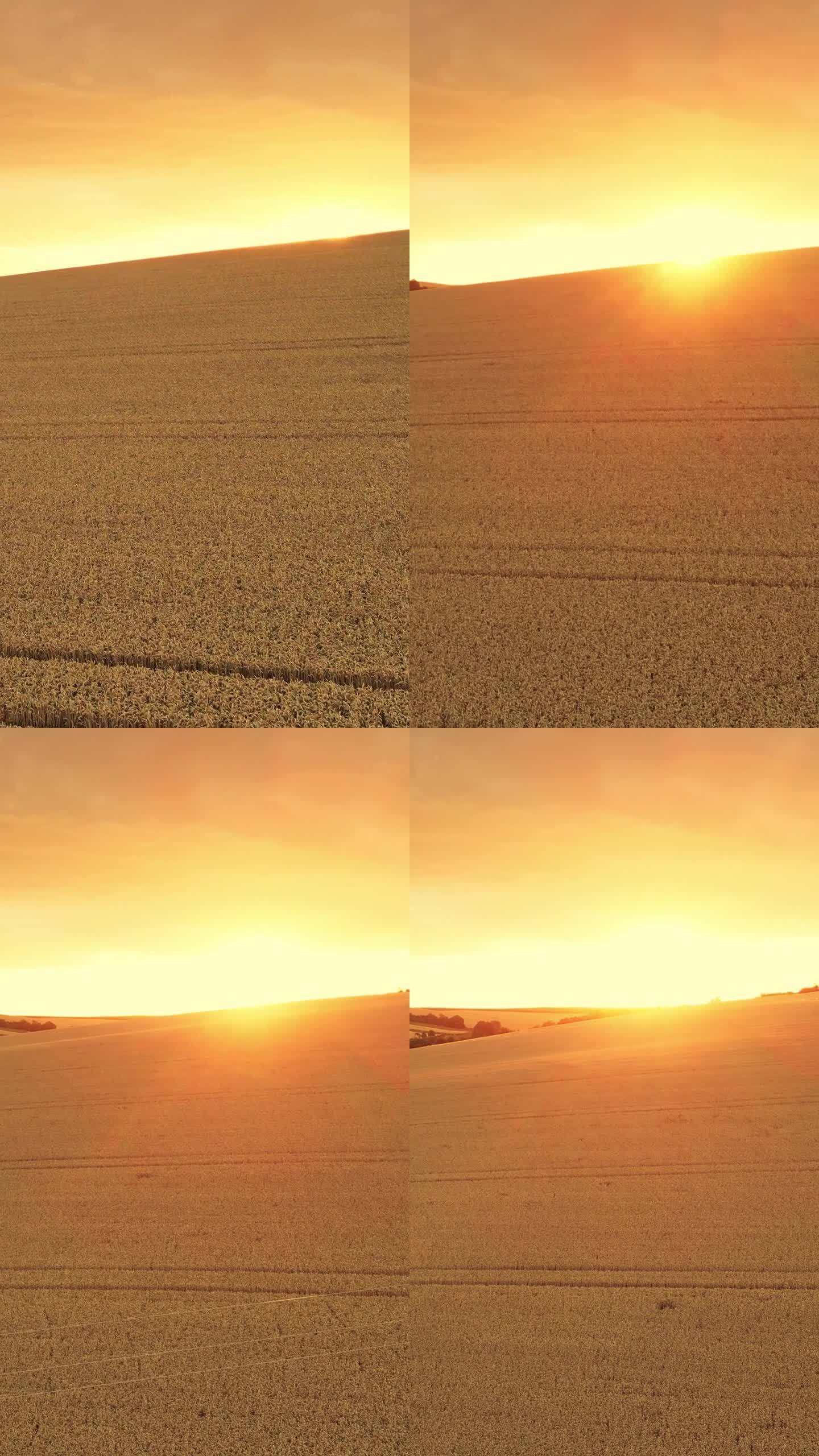 空中金色黄昏:摩拉维亚地区无尽麦田的日落无人机镜头