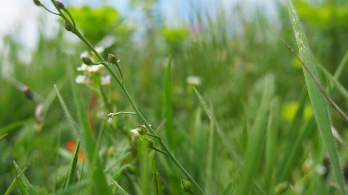荠菜花。荠菜(Capsella bursa-pastoris)是芸苔科芥菜科的一种小型一年生野生开花