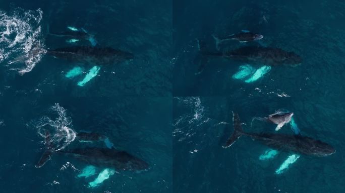 小座头鲸游到妈妈附近时不断浮出水面，空中跟踪
