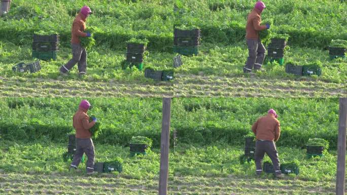 农民或农场工人在农业种植园内采摘香菜或茴香。西班牙穆尔西亚的有机茴香供应