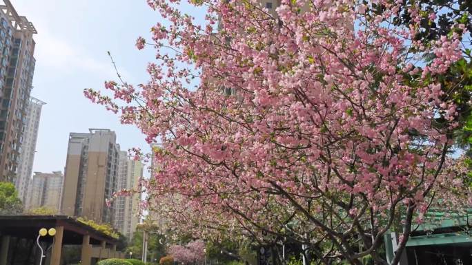 春天春风小区景色海棠花开