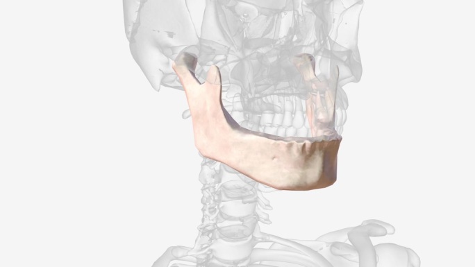 下颌骨是人类颅骨中最大、最坚固的骨头。
