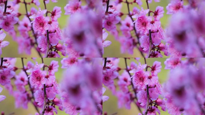 粉红色的梅花在早春盛开