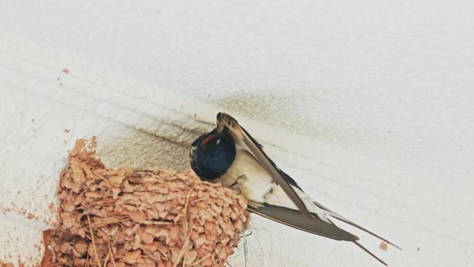 燕子归巢出巢 整理羽毛升格拍摄1080P