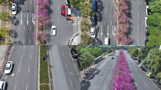 紫荆花道路 紫荆花 紫荆花大道 彩虹