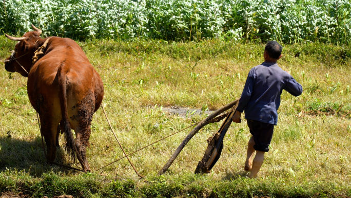 4K农村农民乡下老黄牛耕田犁地