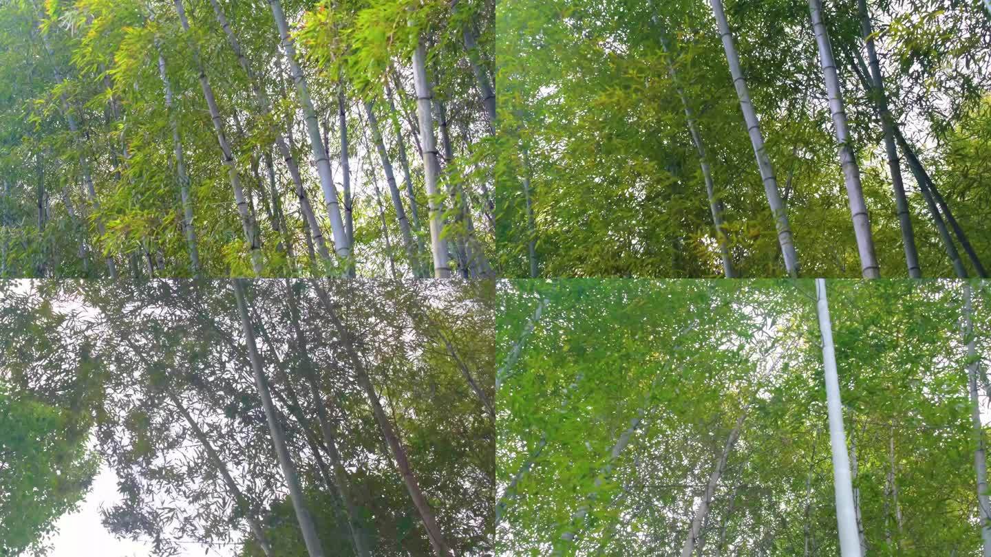杭州植物园树林竹林特写视频素材4