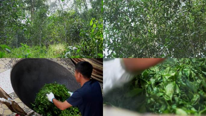 普洱茶 原生态茶林 古树茶 高杆茶 炒茶