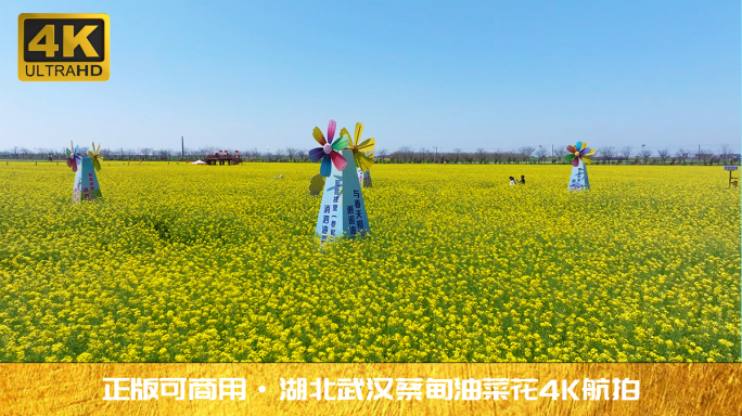 2024湖北武汉蔡甸消泗油菜花4K航拍