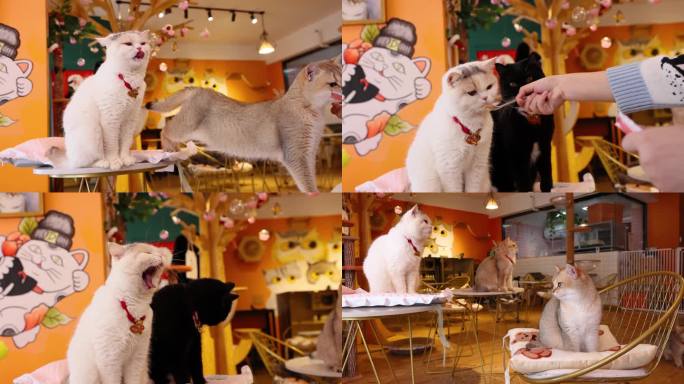 【4K】猫咖撸猫波斯猫白猫陪伴宠物猫咪