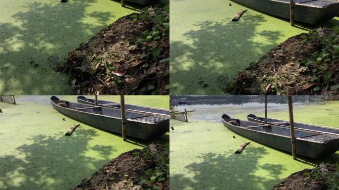 停泊在湖边的渔船被发芽的卷叶莴苣和入侵的水生植物感染。跟踪拍摄