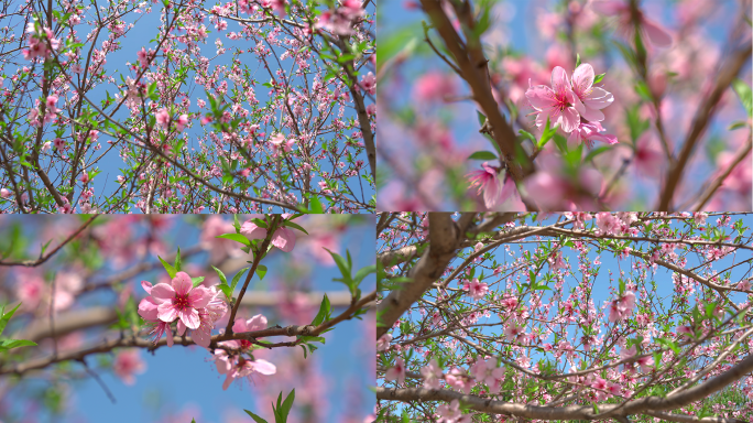 桃花盛开春暖花开