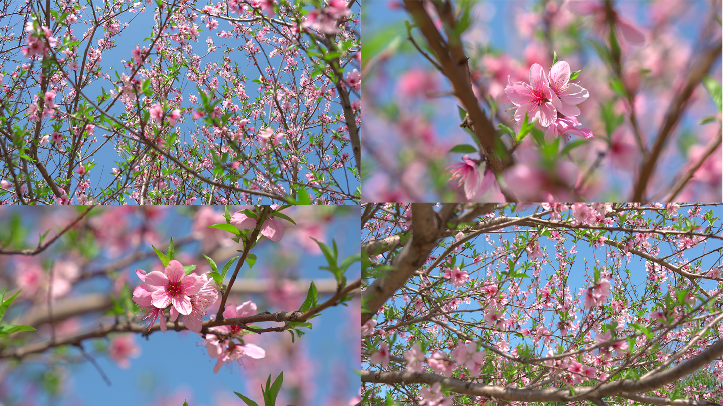 桃花盛开春暖花开