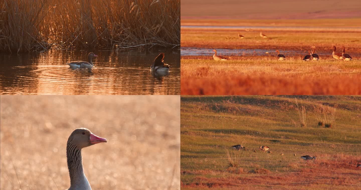 湿地常见野生鸟类——灰雁05