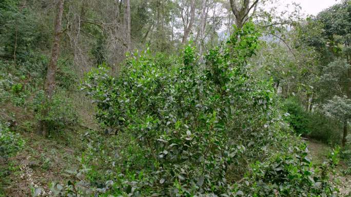 树林间的生态茶航拍