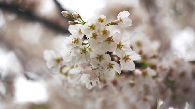 4K 樱花 雨天