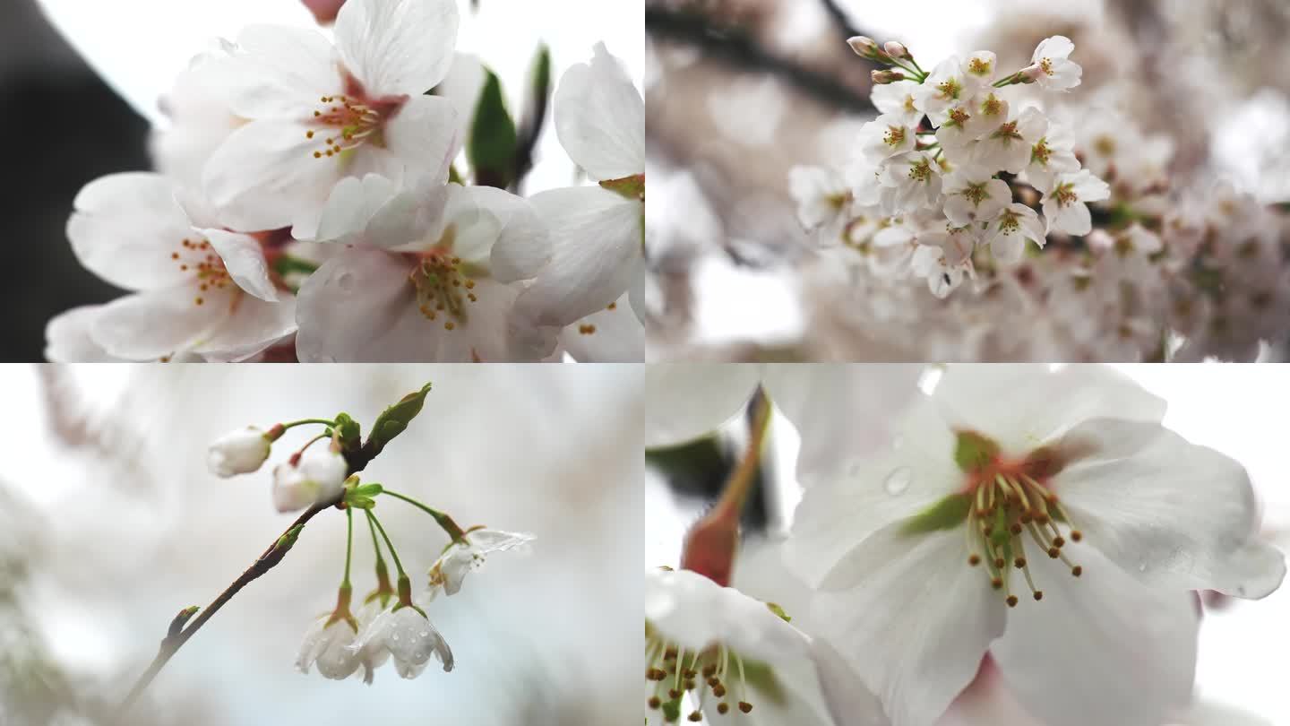 4K 樱花 雨天