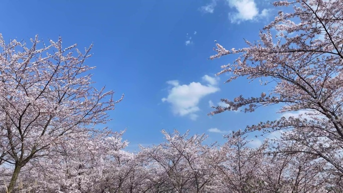 春天樱花海樱花花开