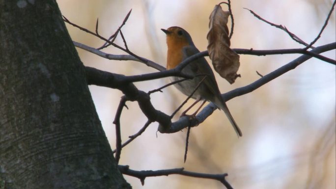 知更鸟在春天的树上歌唱