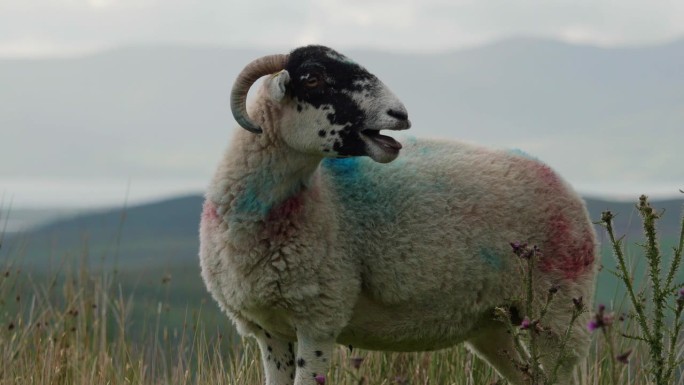 一个风景如画的场景，一只长角的羊站在田野里，附近有蓟植物。一只咩咩叫的羊。