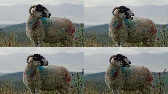一个风景如画的场景，一只长角的羊站在田野里，附近有蓟植物。一只咩咩叫的羊。