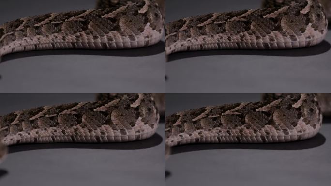 鼓腹蛇——当蛇在地板上移动时，近距离观察胃的鳞片