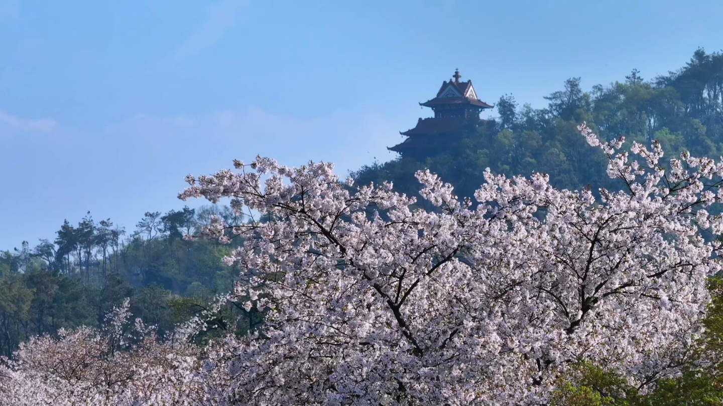 航拍武汉东湖樱园楚天台樱花春景