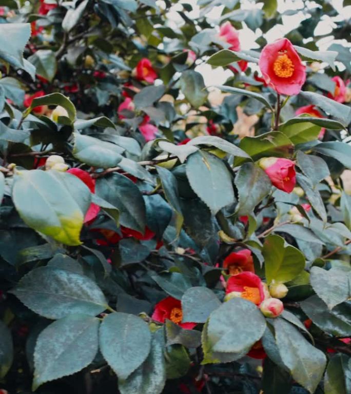 常绿盛开的山茶花开着红色的花，垂直长高