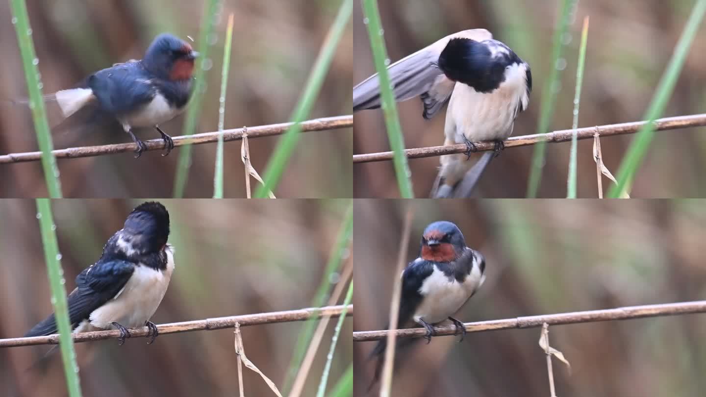 谷仓燕子Hirundo rustica。鸟儿坐在芦苇上，擦了擦羽毛就飞走了。关闭了。慢动作