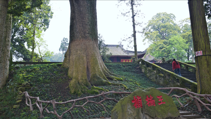 四川荥经云峰山古树公园千年古桢楠树林