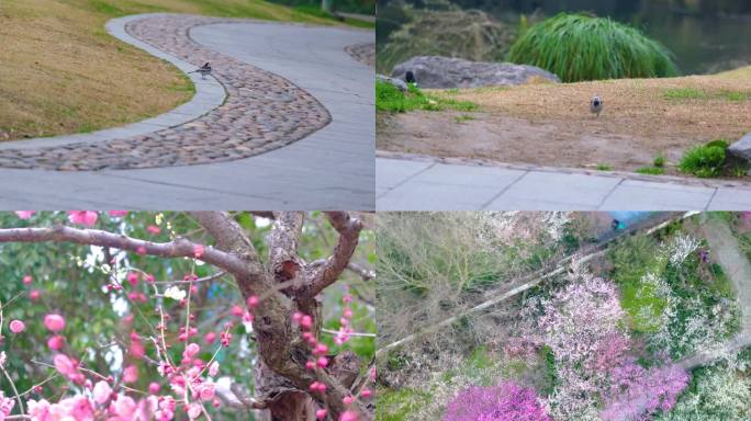 杭州植物园公园春天美景风景视频素材