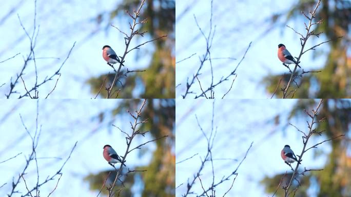 爱沙尼亚早春的一天，一只美丽的雄性红翅灰雀栖息在那里，准备离开