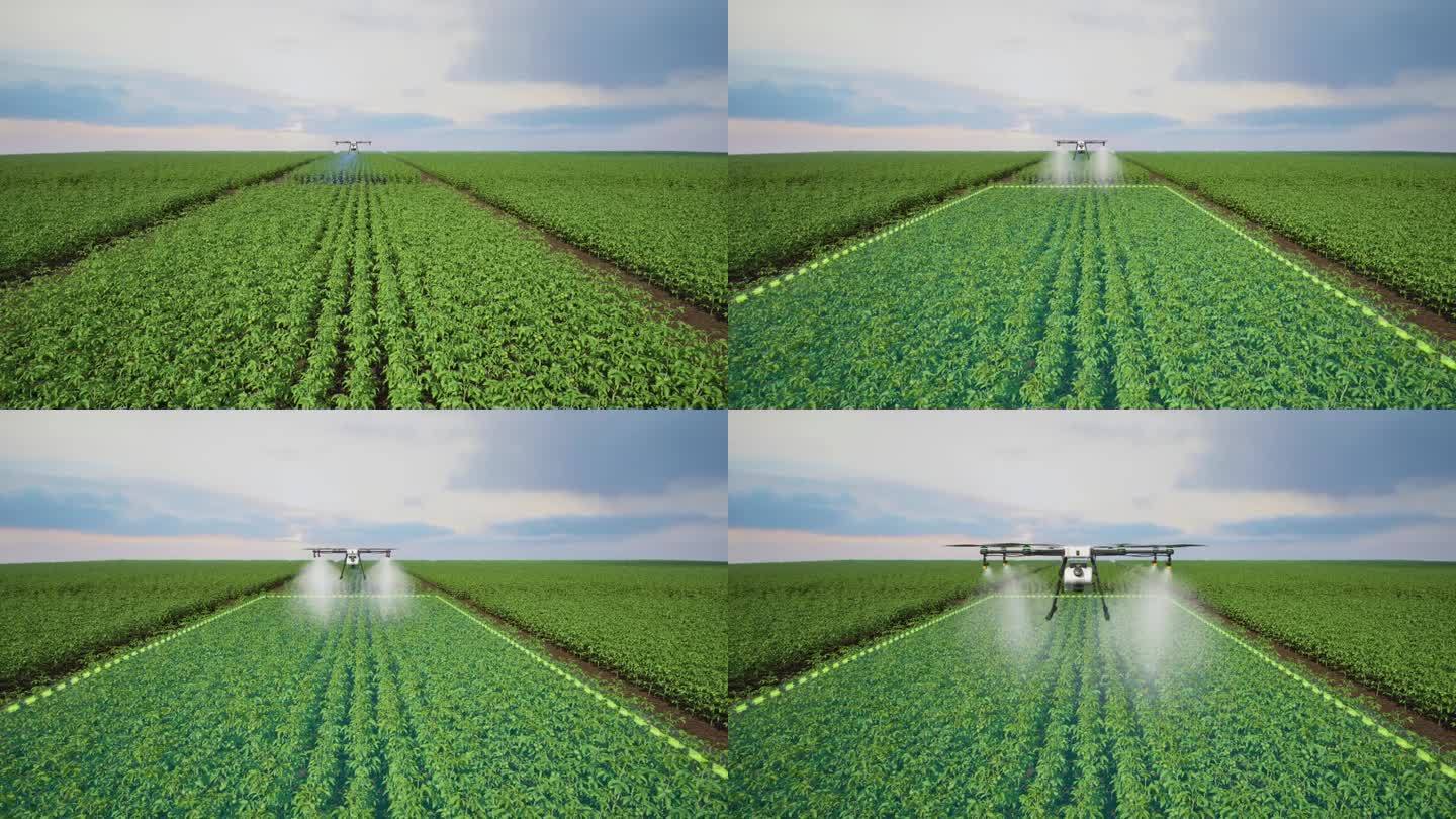 农业无人机利用激光雷达扫描在番茄田喷洒肥料，创新智能农业概念