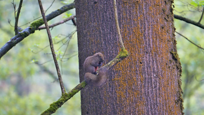 树枝上的松鼠玩耍觅食