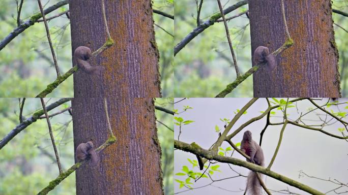 树枝上的松鼠玩耍觅食
