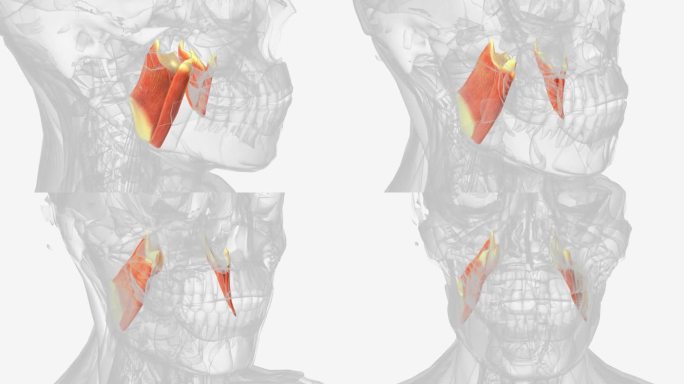 内侧翼状肌是颌骨的主要升降肌，是一块方形的咀嚼肌。