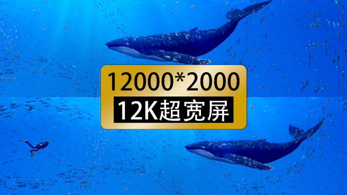 12k宽屏唯美海底世界