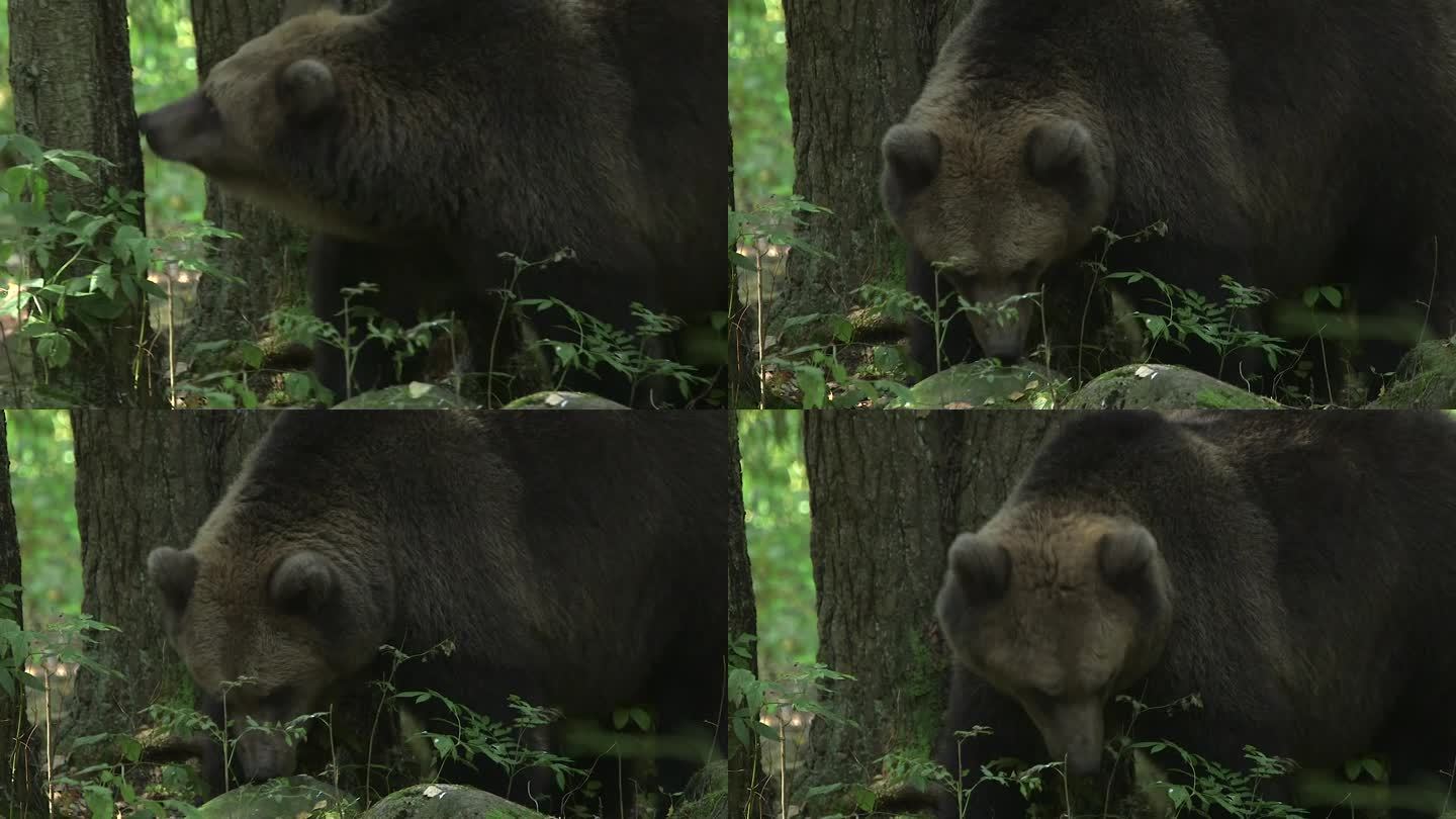 大棕熊吃东西的特写镜头