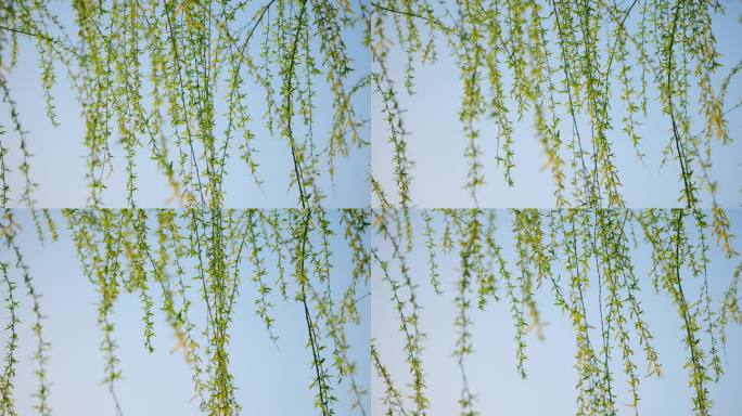 垂柳枝，嫩嫩的春叶