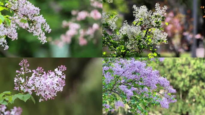 白色和紫色丁香花视频