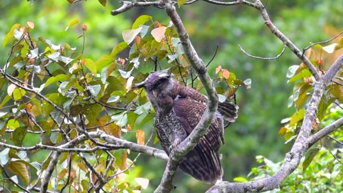 斑鹰鸮或马来亚鹰鸮(苏门答腊Bubo)