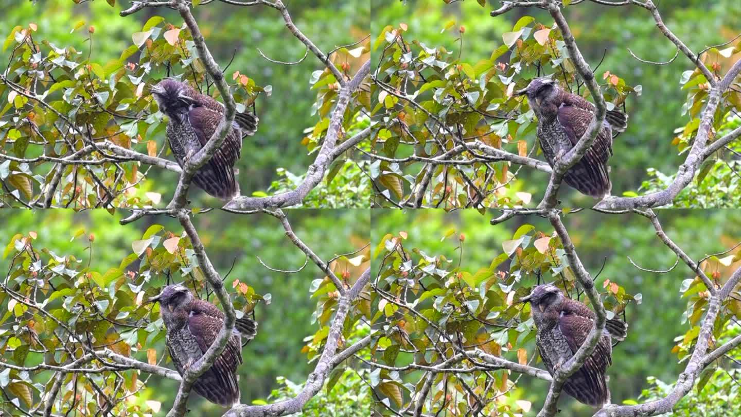 斑鹰鸮或马来亚鹰鸮(苏门答腊Bubo)