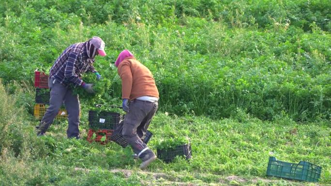 农民或农场工人在农业种植园内采摘香菜或茴香。西班牙穆尔西亚的有机茴香供应
