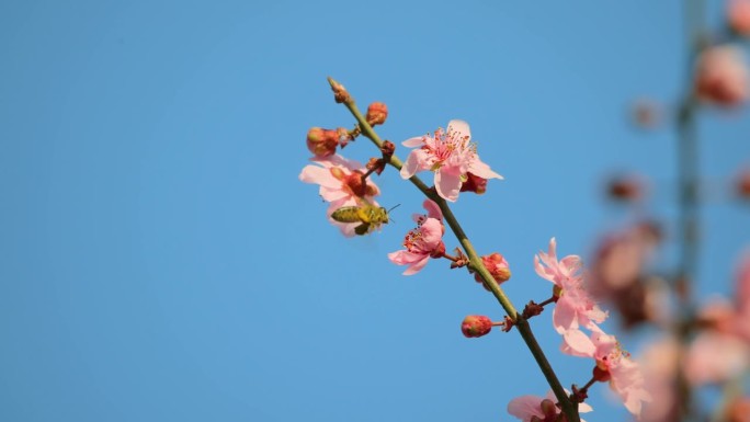 粉红色的梅花与春天的蓝天