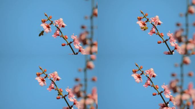 粉红色的梅花与春天的蓝天