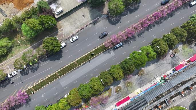 紫荆花道路 紫荆花 紫荆花大道